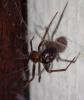 Steatoda grossa